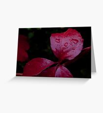 Red Leaf Raindrops, Bolzano/Bozen, Italy Greeting Card