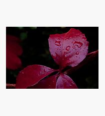 Red Leaf Raindrops, Bolzano/Bozen, Italy Photographic Print
