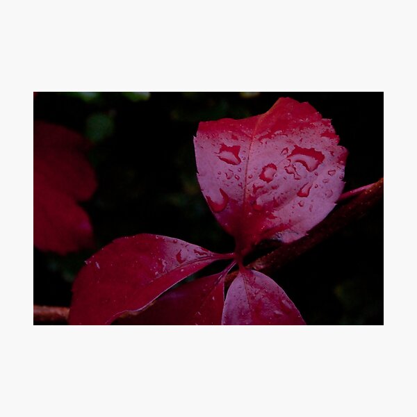 Item preview, Red Leaf Raindrops, Bolzano/Bozen, Italy designed and sold by L Lee McIntyre.