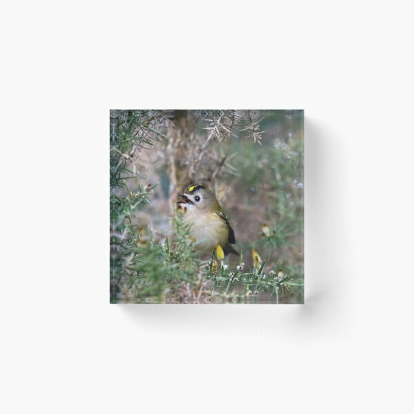 Item preview, Singing goldcrest designed and sold by GreyFeatherPhot.