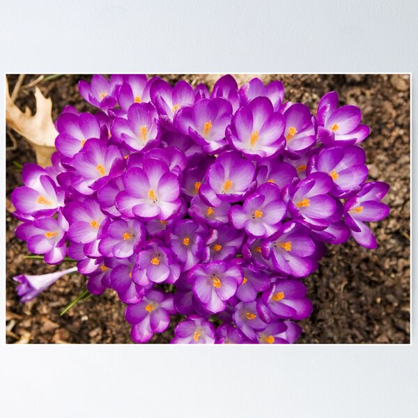 Item preview, Spring Flowers designed and sold by Maryna Gumenyuk.