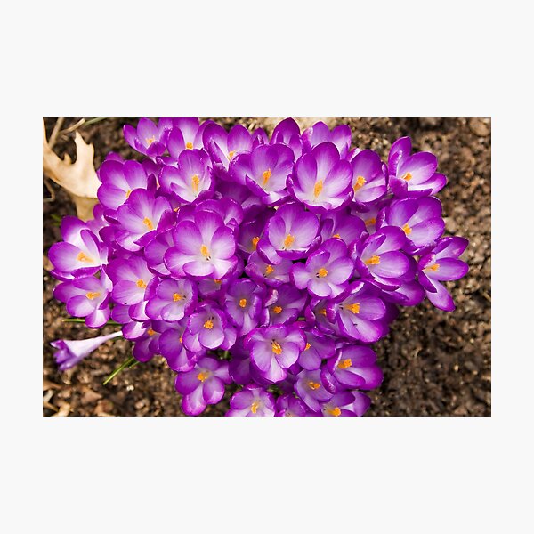 Item preview, Spring Flowers designed and sold by Maryna Gumenyuk.