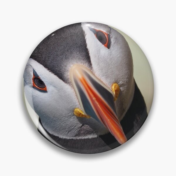 Item preview, Un frailecillo curioso en Cantick Head Lighthouse en Hoy designed and sold by Alan Mackinnon.