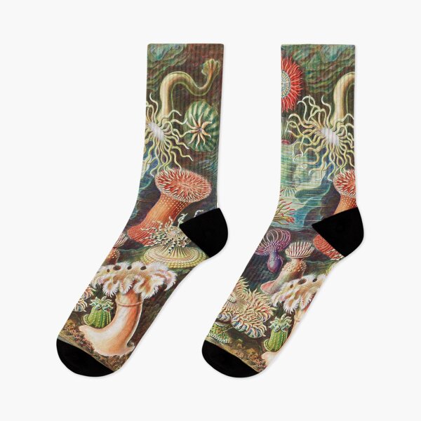 Item preview, Artforms in Nature - Actiniae Seeanemonen by Ernst Haeckel designed and sold by Freewheeling.