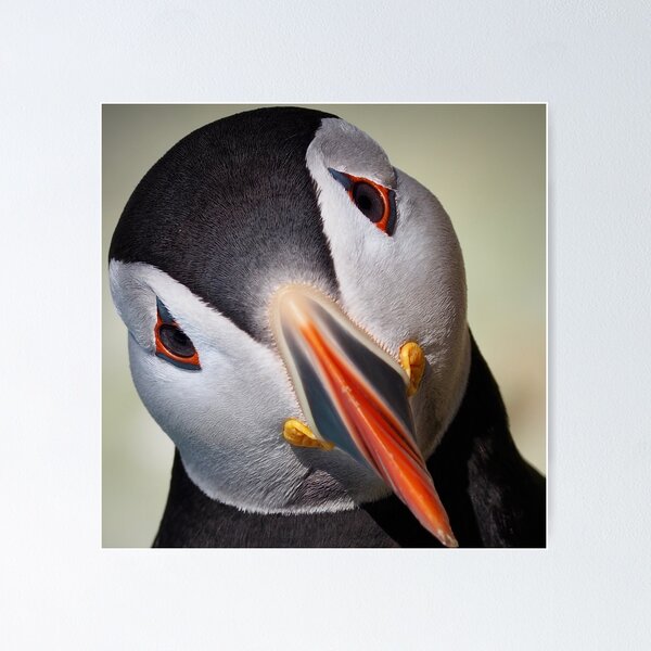 Item preview, An Inquisitive Puffin designed and sold by Alan Mackinnon.