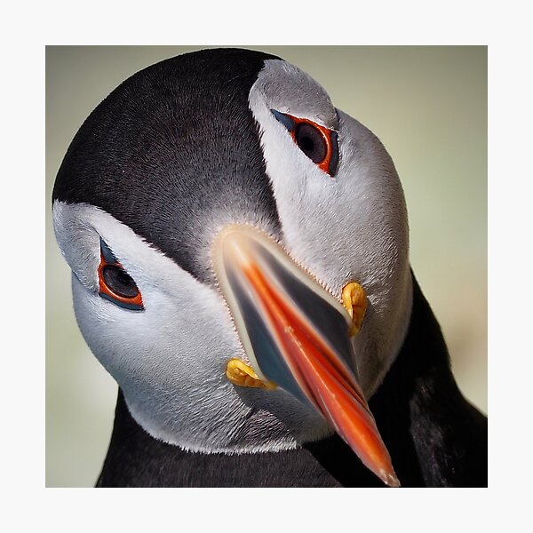 Item preview, An Inquisitive Puffin designed and sold by Alan Mackinnon.