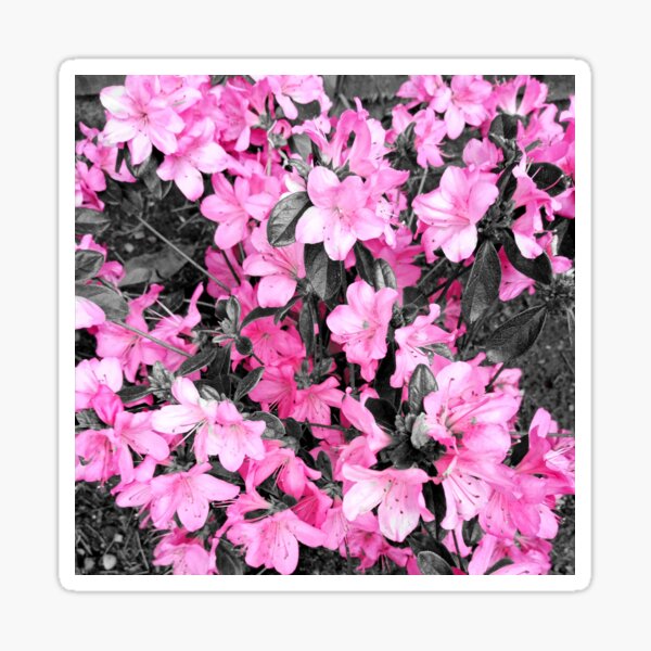 Regalos y productos: Flor De Azalea | Redbubble