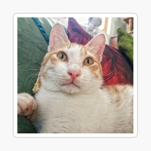 Rex the Cat! Sticker