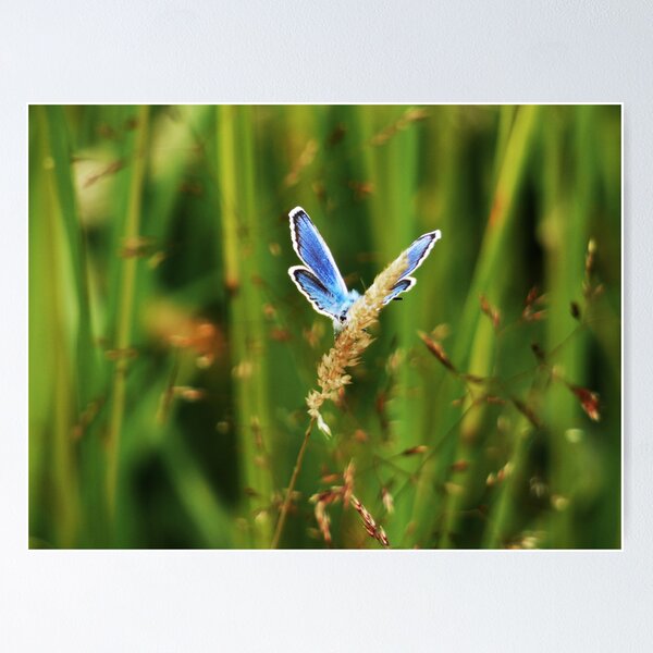 Artikelvorschau, Blauer Schmetterling entworfen und verkauft von Erica Creutz.
