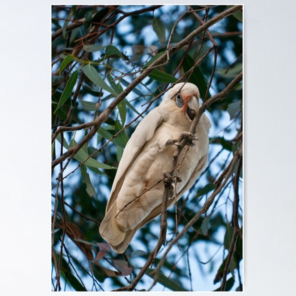 Item preview, Corella 1 designed and sold by Werner Padarin.