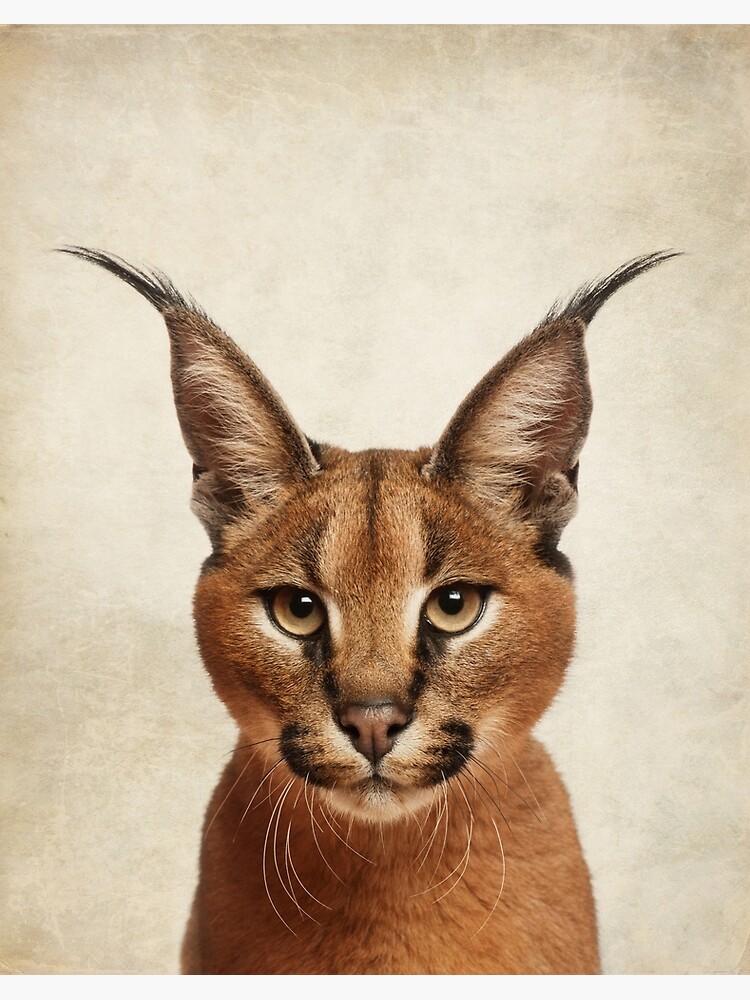 Caracal Cat One | Art Board Print
