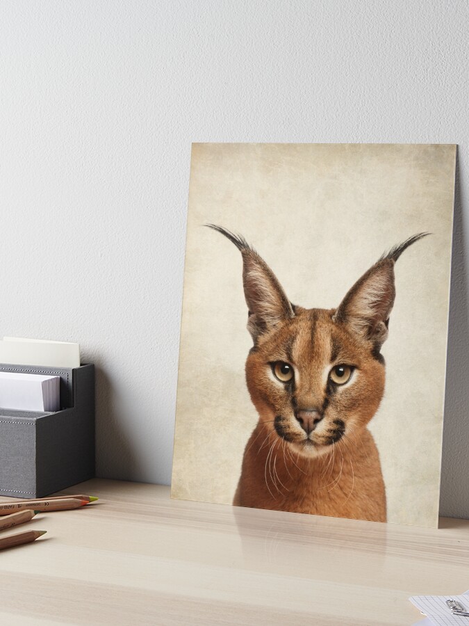 Caracal Cat One | Art Board Print