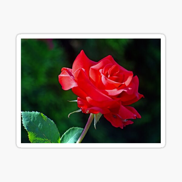 Item preview, Red Beauty designed and sold by ReneeKennedy.