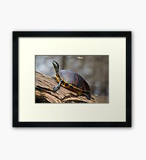 Penny I Framed Print