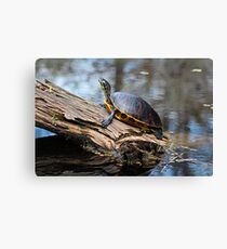 Penny III Canvas Print