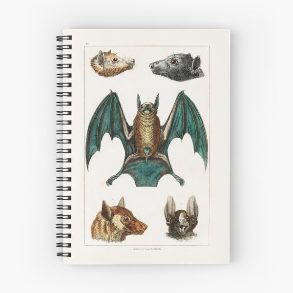 Item preview, Natural History Poster - Bats by Oliver Goldsmith designed and sold by Freewheeling.