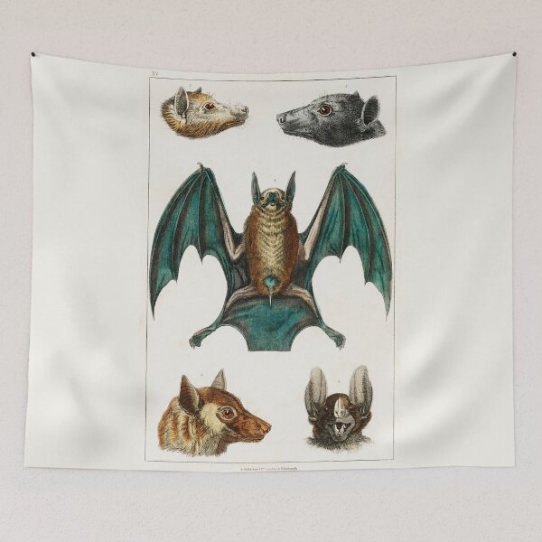 Item preview, Natural History Poster - Bats by Oliver Goldsmith designed and sold by Freewheeling.