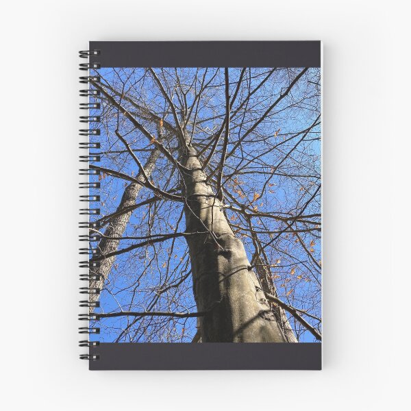 Item preview, The Canopy of American Beech designed and sold by Max Kindly.