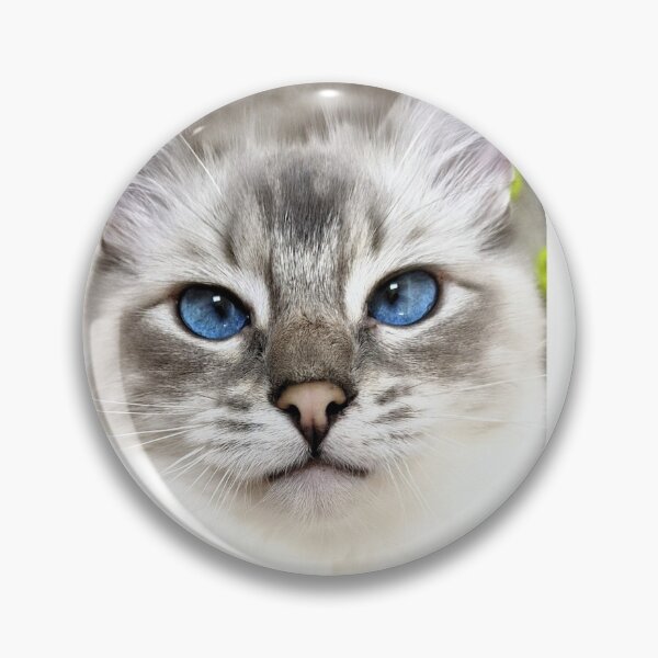 Artikelvorschau, Luchs Ragdoll Katze Saoirse entworfen und verkauft von Fluffycat2020.
