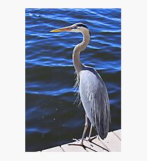 Baby Blue Photographic Print