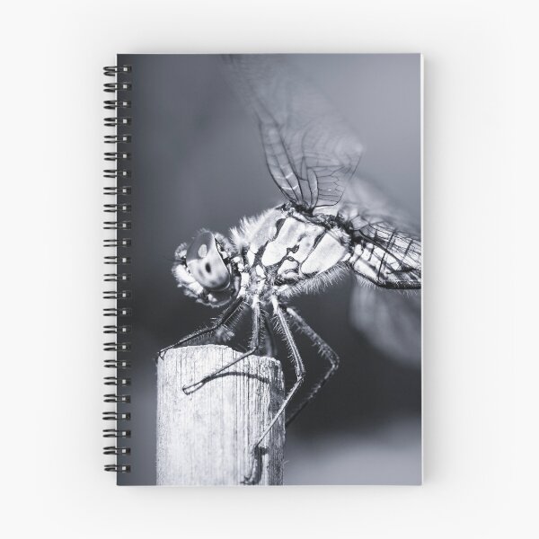 Item preview, Dragonfly insect resting on dried bamboo stick blue monochrome toned image taken in macro designed and sold by Grégory DUBUS.