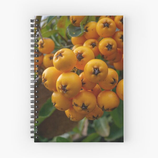 Item preview, Orange Berries Bush Photo designed and sold by Pankas.