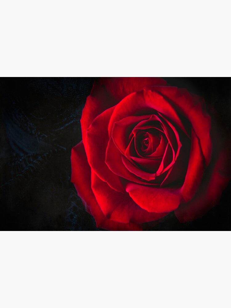Night Rose by CindiR60