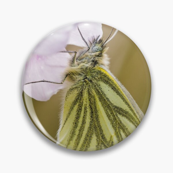 Artikelvorschau, Grüner geäderter weißer Schmetterling auf Kuckuck-Blume entworfen und verkauft von heidipics.