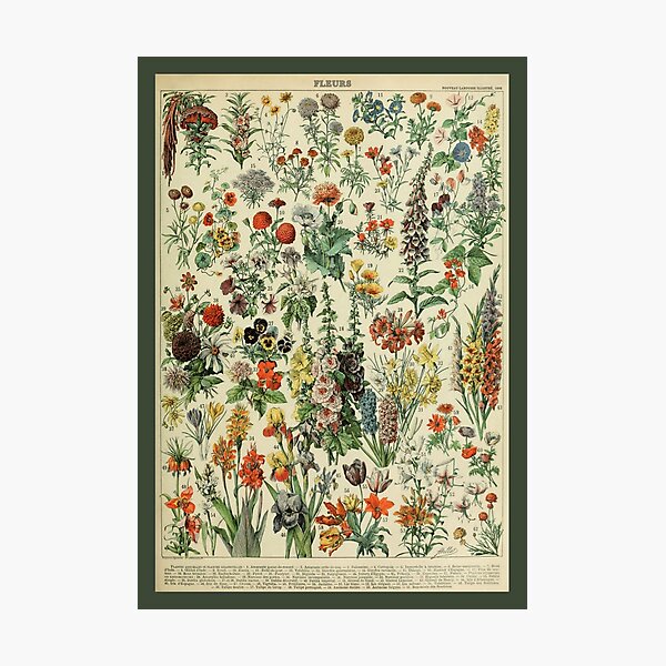 Item preview, Adolphe Millot Fleurs 1 - Vintage Flower Identification designed and sold by molamode.