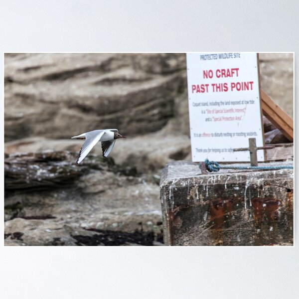 Item preview, Bird in Flight Near Protected Wildlife Site designed and sold by David Patterson.