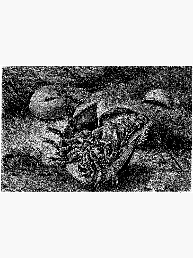 "Horseshoe Crab " Sticker for Sale by QuillnInk Redbubble