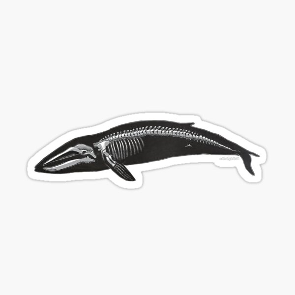 Item preview, Blue Whale Skeleton designed and sold by Ailuigidlos.