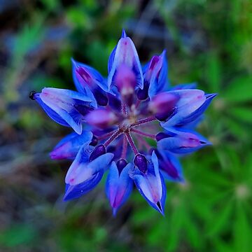 Artwork thumbnail, Wild Lupin by farmbrough