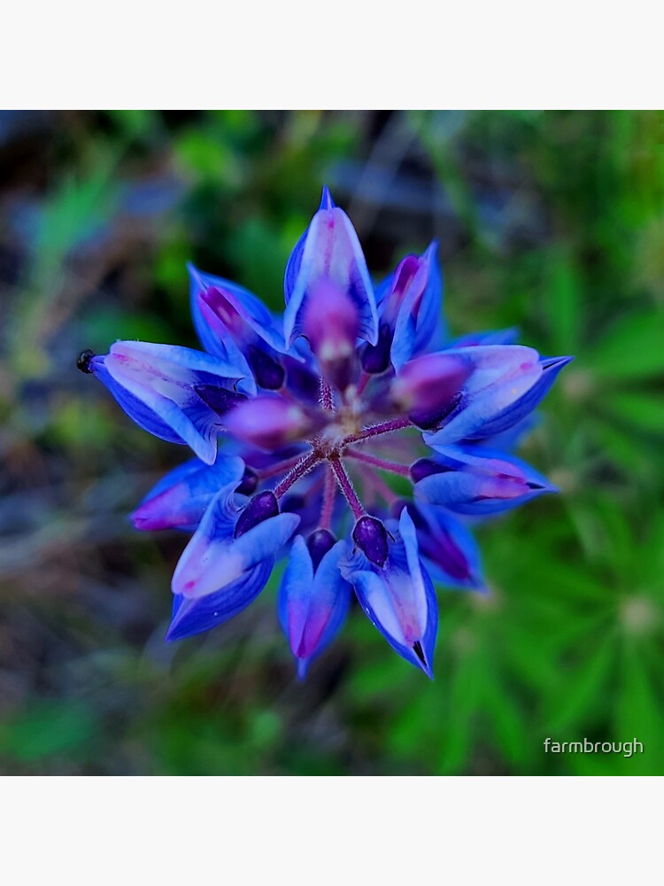 Thumbnail 3 of 3, Sticker, Wild Lupin designed and sold by farmbrough.