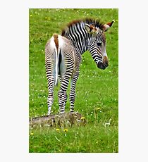 Baby Zebra Fotodruck