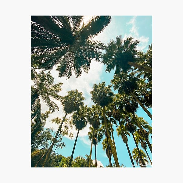 Palm tree paradise Photographic Print