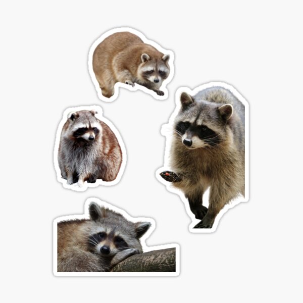 Raccoons Sticker by bigmaureen