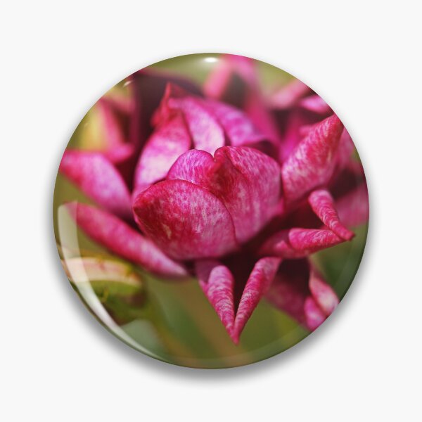 Item preview, Burgundy Rose Curled  designed and sold by Joy Watson - Natural Light Photography .