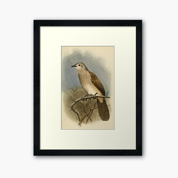 Item preview, Brown Babbler Perched On A Tree designed and sold by laguitan10.