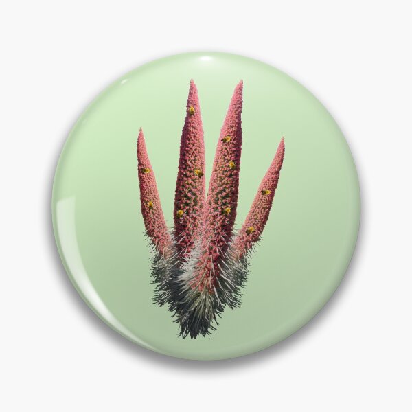 Artikelvorschau, rote Teide Blume/ Tajinaste Rojo entworfen und verkauft von CreaVisArt.