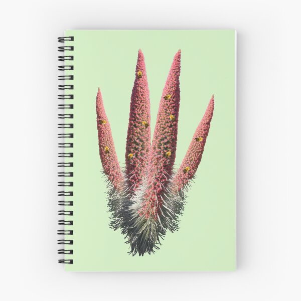 Artikelvorschau, rote Teide Blume/ Tajinaste Rojo entworfen und verkauft von CreaVisArt.