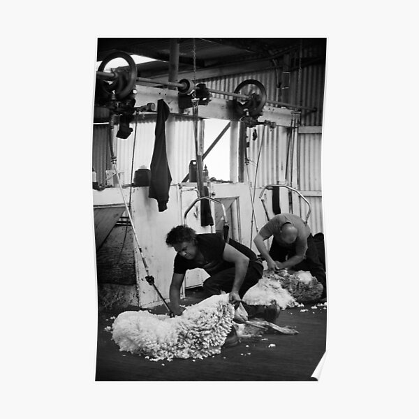 Shearing #08 - Clifton Farm , Dumbleyung Poster