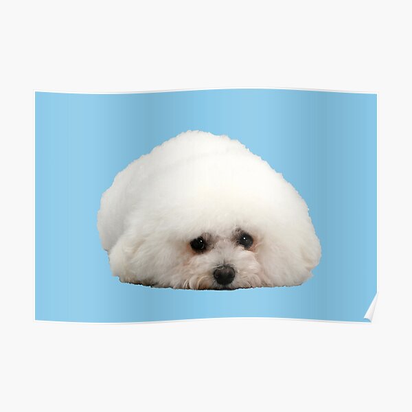 "Bichon Frise Puppy Dog Lying Down" Poster by ScienceSource Redbubble