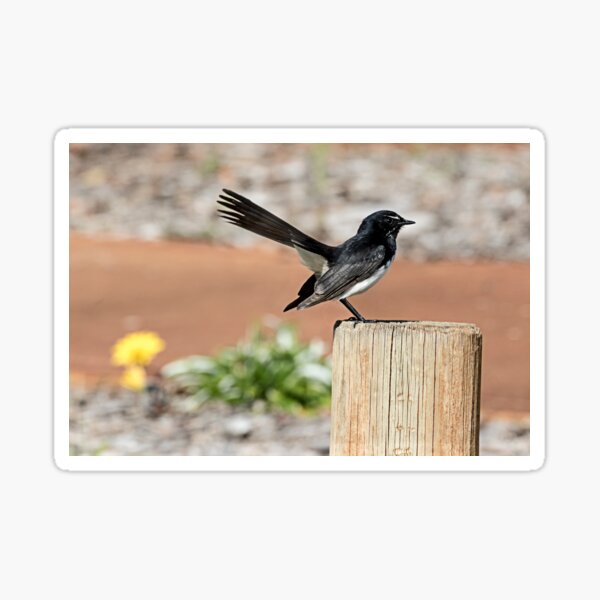Item preview, Willy Wagtail in the Park designed and sold by Sandra Chung.