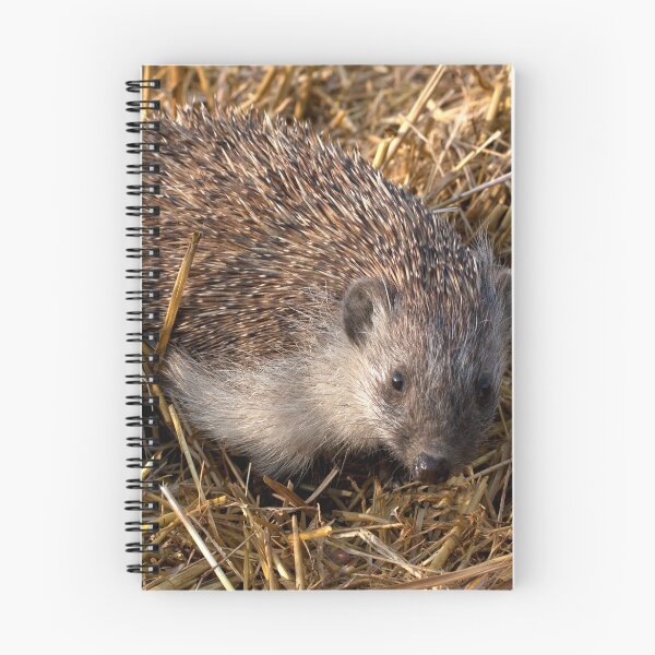 Item preview, European Hedgehog designed and sold by Mythos57.
