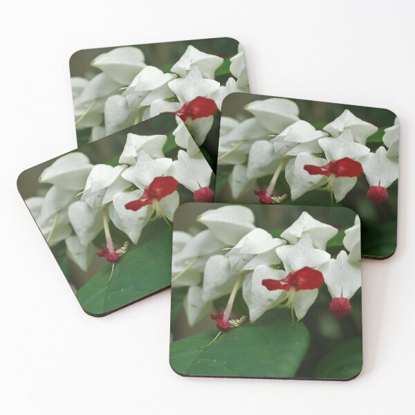 Item preview, Curly-Q designed and sold by AGODIPhoto.