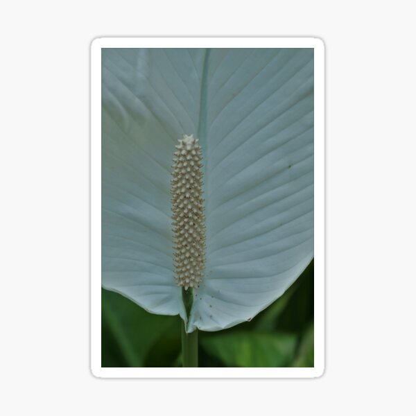 Sticker Le spathiphyllum ou fleur de lune