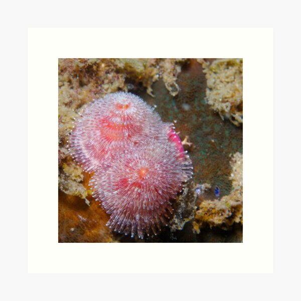 Pink Christmas Tree Worms Art Print