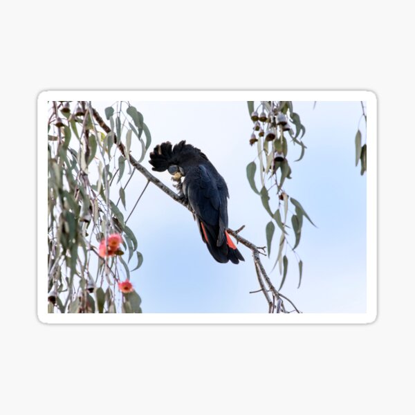 Red Tailed Black Cockatoo in Pink Gum Tree Sticker