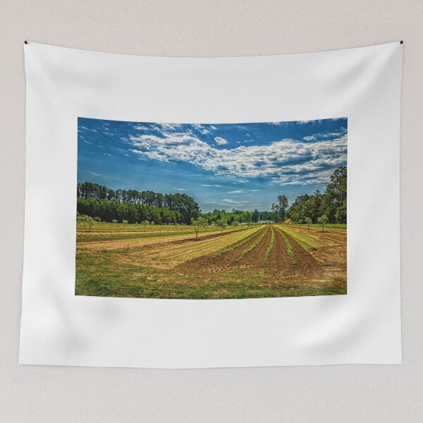 Item preview,  Georgia Young Pecan Tree Orchard designed and sold by GestaltImagery.